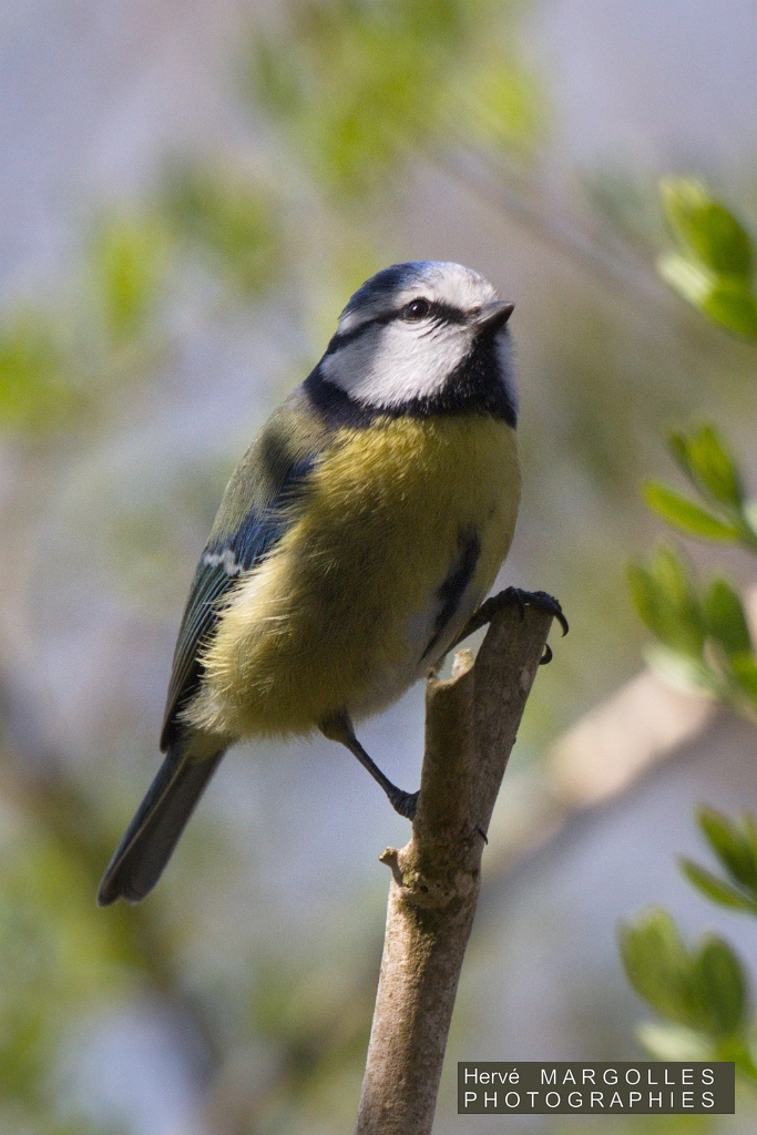 Mesange bleue-08.jpg